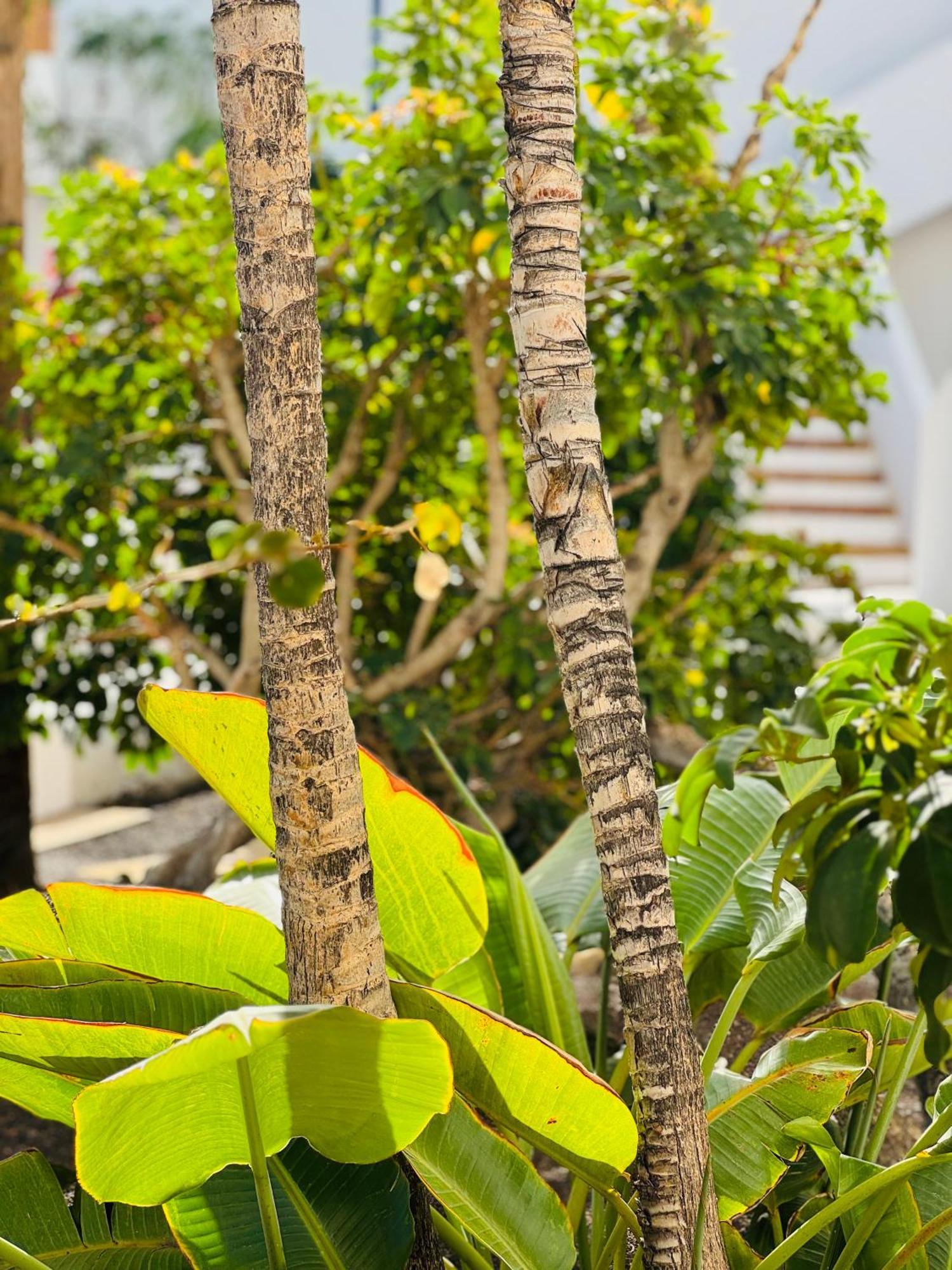 Garden City Private Apartment Costa Adeje Playa Feñabe Exteriör bild