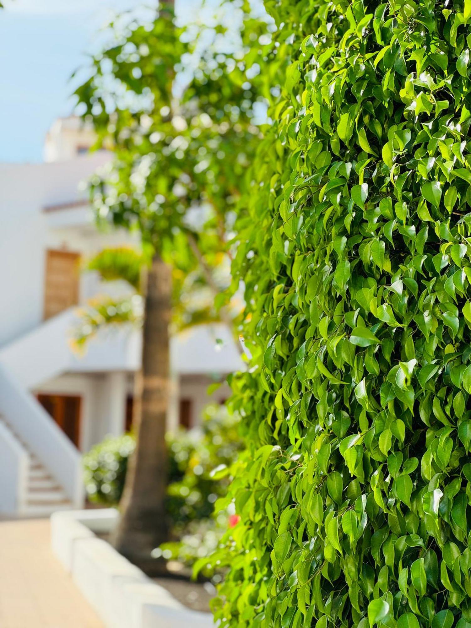 Garden City Private Apartment Costa Adeje Playa Feñabe Exteriör bild